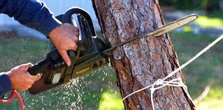 Best Tree and Shrub Care  in Dunkirk, NY