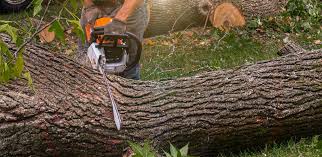 Professional Tree Removal Services in Dunkirk, NY