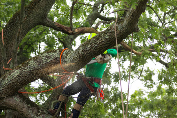 Best Commercial Tree Services  in Dunkirk, NY