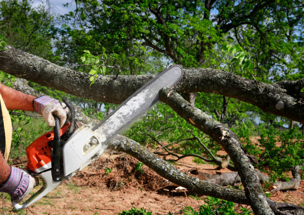 How Our Tree Care Process Works  in  Dunkirk, NY